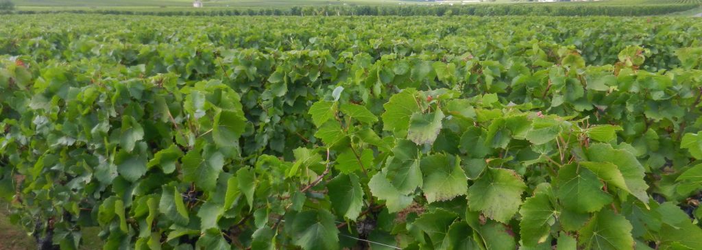 Vignes de Bourgogne près de Beaune